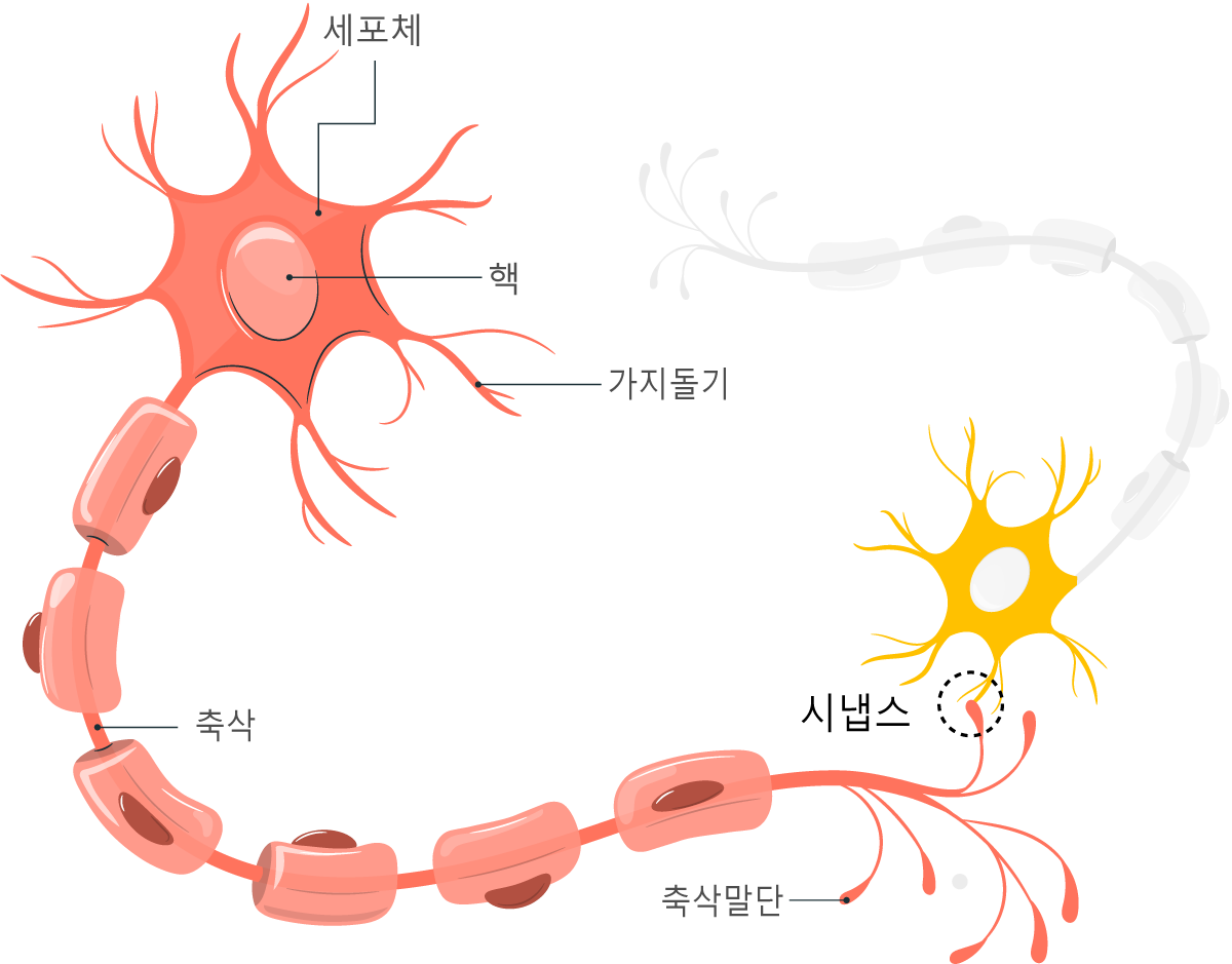시냅스